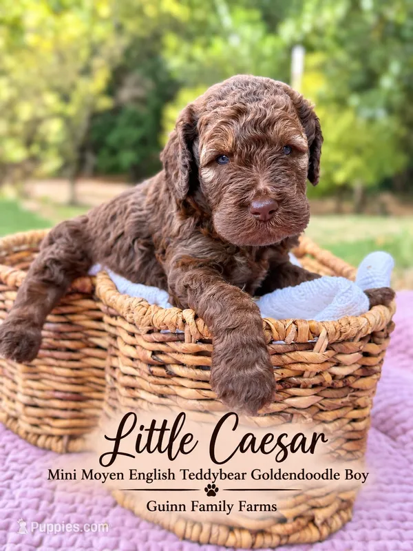 Little Caesar Chocolate  – English Goldendoodle, Miniature Goldendoodle puppy for sale in Haslet, TX