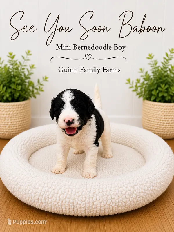 See You Soon Baboon – Bernedoodle, Miniature Bernedoodle puppy for sale in Haslet, TX