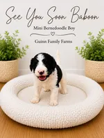 See You Soon Baboon, a female Bernedoodle and Miniature Bernedoodle for sale in Haslet, TX – 1 of 4