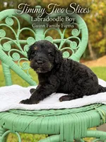 Timmy Two Slices Phantom, a male Labradoodle for sale in Haslet, TX – 2 of 5