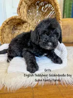 Grits English Teddybear , a male Goldendoodle and English Goldendoodle for sale in Haslet, TX – 7 of 9