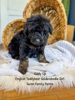 Giddy Up , a female Goldendoodle for sale in Haslet, TX – 3 of 5