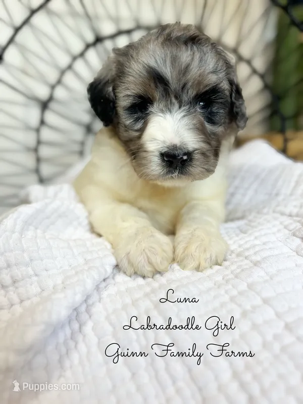 Luna – Labradoodle puppy for sale in Haslet, TX