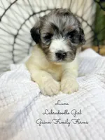 Luna, a female Labradoodle for sale in Haslet, TX – 6 of 9