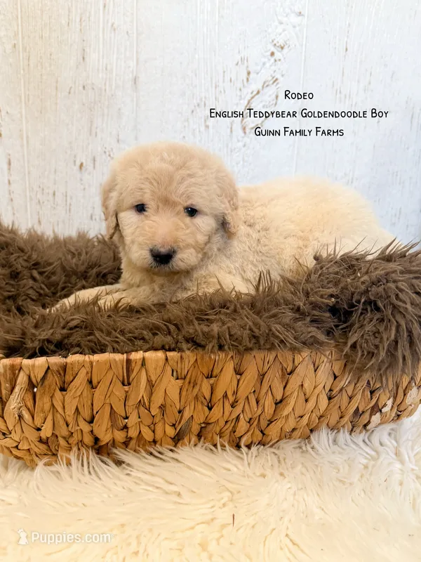 Rodeo – Goldendoodle puppy for sale in Haslet, TX