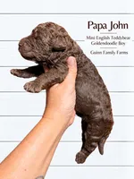 PaPa John Chocolate, a male English Goldendoodle and Miniature Goldendoodle for sale in Haslet, TX – 2 of 5