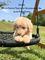 Shoofly , a female Goldendoodle for sale in Haslet, TX – 3 of 7