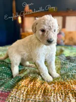 Oscar English Teddbear, a female Goldendoodle and English Goldendoodle for sale in Haslet, TX – Photo 2 of 4