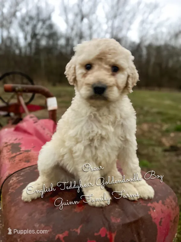 Oscar English Teddbear – Goldendoodle, English Goldendoodle puppy for sale in Haslet, TX