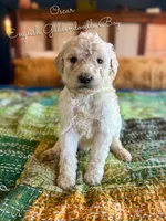 Oscar English Teddbear, a female Goldendoodle and English Goldendoodle for sale in Haslet, TX – Photo 1 of 4