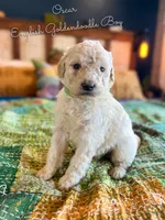 Oscar English Teddbear, a female Goldendoodle and English Goldendoodle for sale in Haslet, TX – Photo 3 of 4