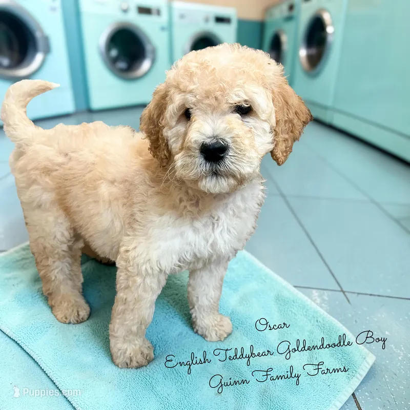 Oscar English Teddbear – Goldendoodle, English Goldendoodle puppy for sale in Haslet, TX
