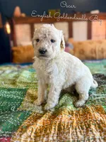 Oscar English Teddbear, a female Goldendoodle and English Goldendoodle for sale in Haslet, TX – Photo 4 of 4