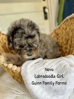 Nova Merle, a female Labradoodle for sale in Haslet, TX – 5 of 8