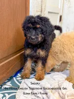 Chuck Wagon, a male Goldendoodle for sale in Haslet, TX – 7 of 9