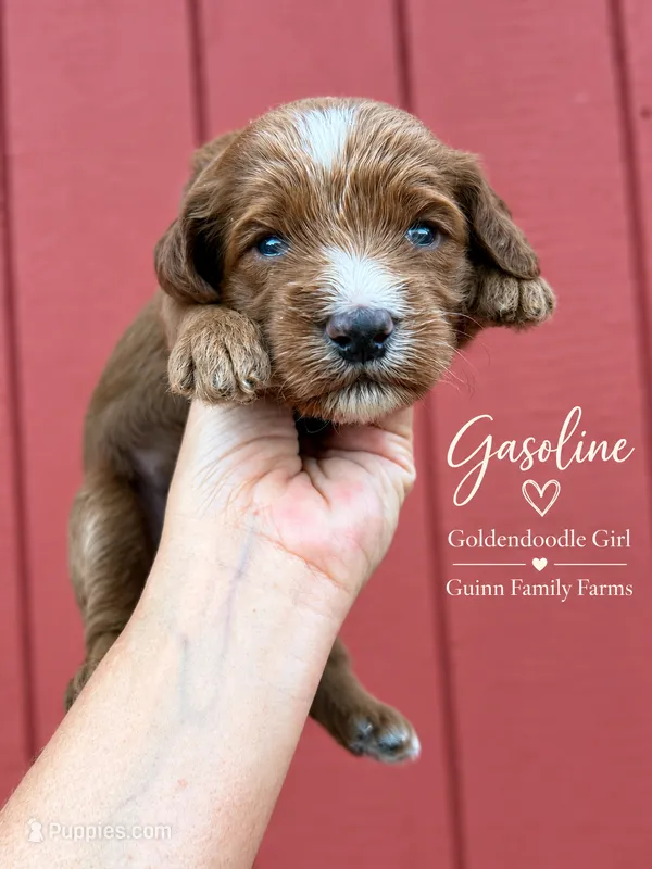 Gasoline  – Goldendoodle puppy for sale in Haslet, TX