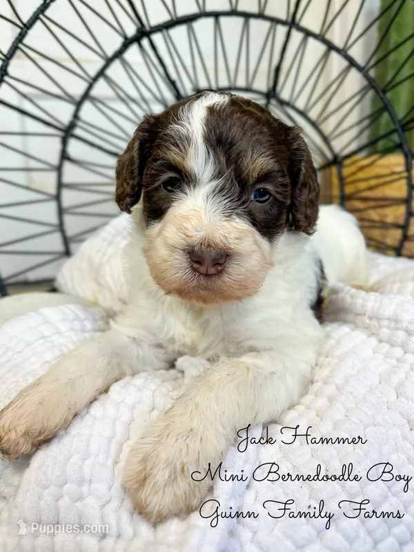 Jack Hammer  – Miniature Bernedoodle puppy for sale in Haslet, TX
