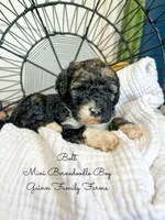 Bolt, a male Miniature Bernedoodle for sale in Haslet, TX – 5 of 5