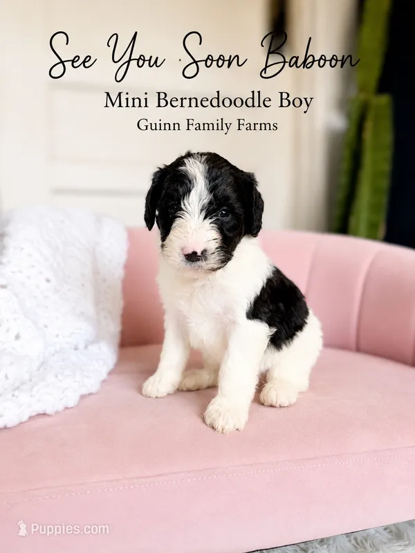 See You Soon Baboon – Bernedoodle, Miniature Bernedoodle puppy for sale in Haslet, TX
