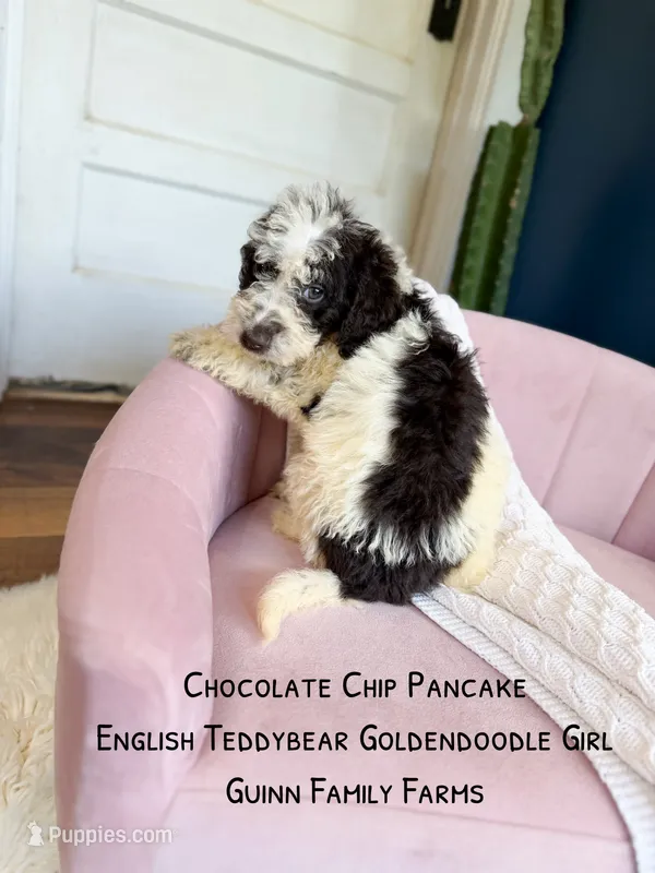 Chocolate Chip Pancake  – Goldendoodle, English Goldendoodle puppy for sale in Haslet, TX