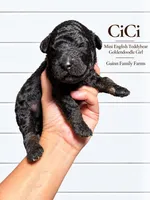 CiCi Phantom, a female English Goldendoodle and Miniature Goldendoodle for sale in Haslet, TX – 5 of 6