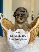 Nova Merle, a female Labradoodle for sale in Haslet, TX – 2 of 8