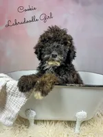 processed/d21ac227-b1aa-44d5-9a16-6ec565855b4d/listing/6a315cb8-75f1-4f07-be4b-831f074aac53/218b1fca-012f-4cf7-b069-9b86a5c79b0b