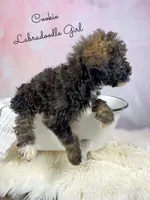 processed/d21ac227-b1aa-44d5-9a16-6ec565855b4d/listing/6a315cb8-75f1-4f07-be4b-831f074aac53/4384ef93-cea6-4572-a954-3fafe4611412