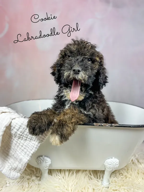 Cookie Tri Color Sable tuxedo