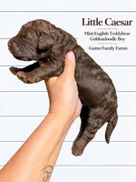 Little Caesar Chocolate , a male English Goldendoodle and Miniature Goldendoodle for sale in Haslet, TX – 4 of 5