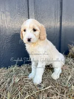 Lemon Lu English, a female Goldendoodle for sale in Haslet, TX – Photo 3 of 8