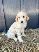 Lemon Lu English, a female Goldendoodle for sale in Haslet, TX – Photo 4 of 8