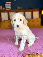 Lemon Lu English, a female Goldendoodle for sale in Haslet, TX – Photo 7 of 8