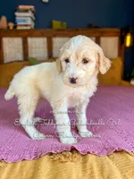Lemon Lu English, a female Goldendoodle for sale in Haslet, TX – Photo 8 of 8