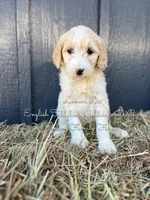 Lemon Lu English, a female Goldendoodle for sale in Haslet, TX – Photo 1 of 8
