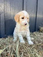 Lemon Lu English, a female Goldendoodle for sale in Haslet, TX – Photo 2 of 8