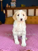 Lemon Lu English, a female Goldendoodle for sale in Haslet, TX – Photo 6 of 8