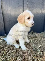 Lemon Lu English, a female Goldendoodle for sale in Haslet, TX – Photo 5 of 8