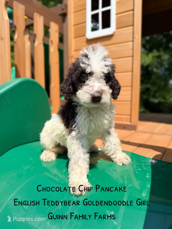 Chocolate Chip Pancake  – Goldendoodle, English Goldendoodle puppy for sale in Haslet, TX