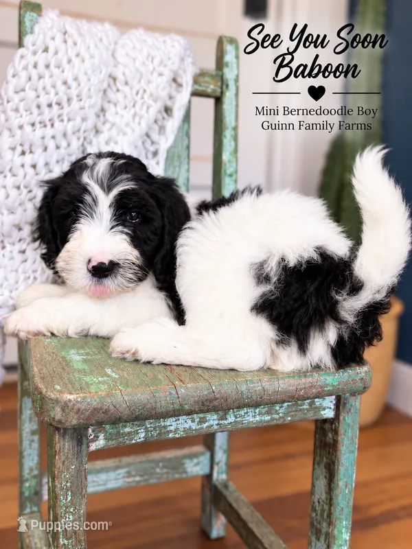 See You Soon Baboon – Bernedoodle, Miniature Bernedoodle puppy for sale in Haslet, TX