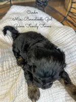 Cinder , a male Miniature Bernedoodle for sale in Haslet, TX – 4 of 5