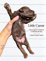 Little Caesar Chocolate , a male English Goldendoodle and Miniature Goldendoodle for sale in Haslet, TX – 5 of 5
