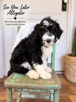 After While Crocodile , a female Bernedoodle and Miniature Bernedoodle for sale in Haslet, TX – 3 of 8