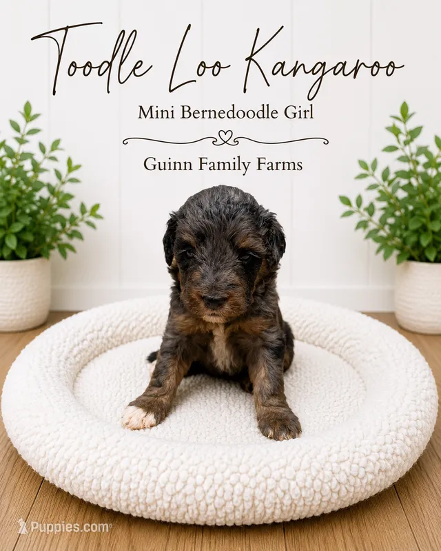 Tootle Loo Kangaroo – Bernedoodle, Miniature Bernedoodle puppy for sale in Haslet, TX