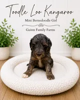 Tootle Loo Kangaroo, a female Bernedoodle and Miniature Bernedoodle for sale in Haslet, TX – 1 of 4