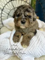 Nova Merle, a female Labradoodle for sale in Haslet, TX – 7 of 8