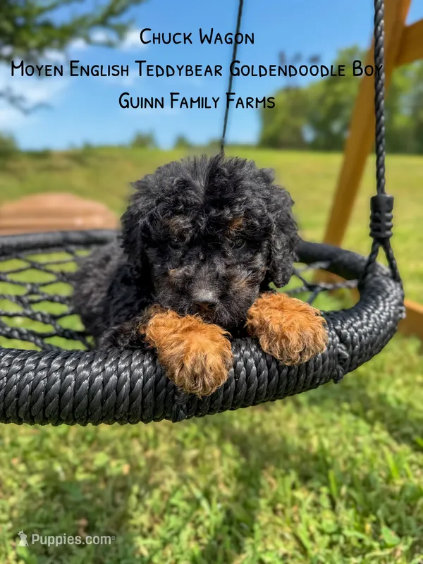 Chuck Wagon – Goldendoodle puppy for sale in Haslet, TX