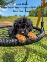Chuck Wagon, a male Goldendoodle for sale in Haslet, TX – 2 of 9