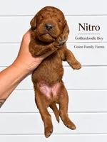 Nitro, a female Goldendoodle for sale in Haslet, TX – 2 of 4