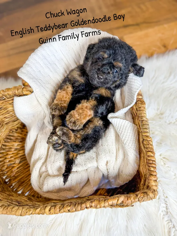 Chuck Wagon – Goldendoodle puppy for sale in Haslet, TX